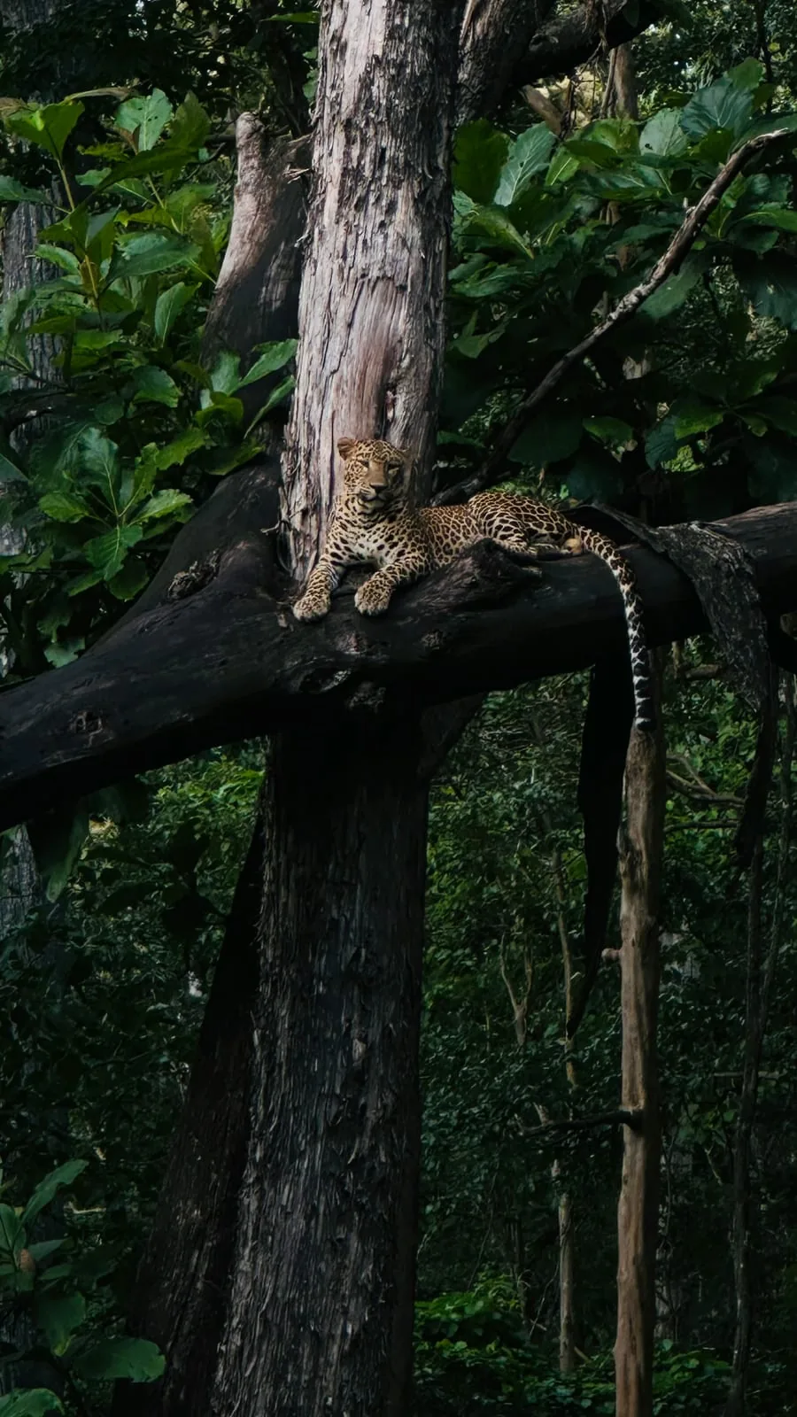 Chikmagalur